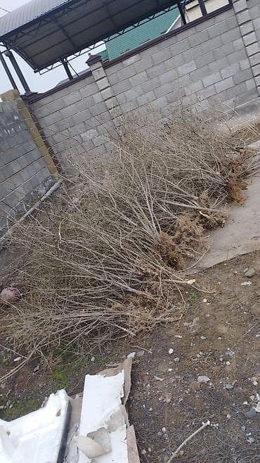 Семена и саженцы: Саженцы кустарника для живой изгороди - Порода: живая изгородь — 2