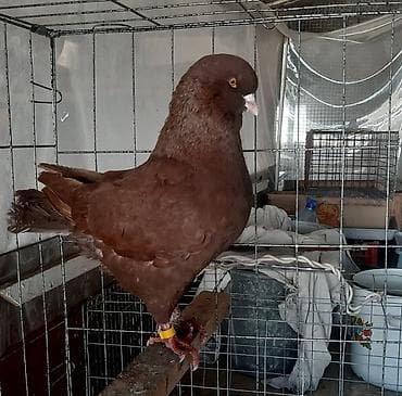 сокол птица цена: Кинг голубь 2000 сом. Сиреневый голубь и голубка тасманка, пара 2000 — 3