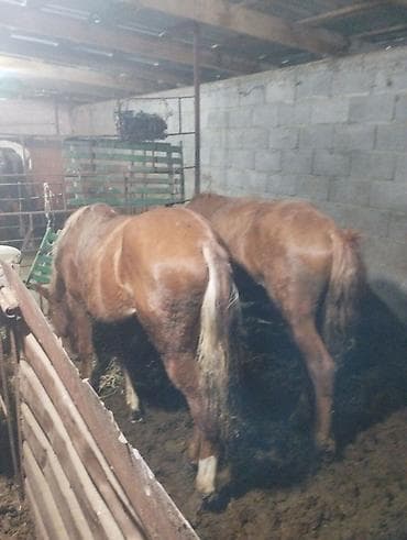 где купить утят: Продаю | Жеребенок | Рабочий — 2