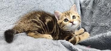 жалал абад кошки: Продается шотландский котенок. Девочка. Окрас черный мрамор. Дата — 2