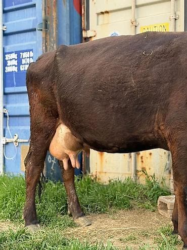 парода уйлар: Продаю | Корова (самка) | Полукровка | Для молока | После отела — 1