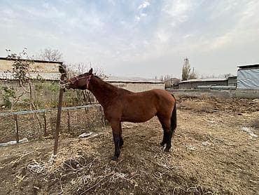 кошки даром ош: 4 асый . Рост 165 Казан улак жана жер улак бар. Ортонун аты Буттары — 4