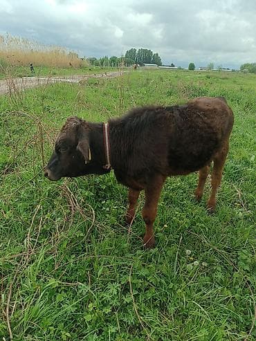 швиц теленок: Продаю | Музоо, торпок | Привязанные — 2