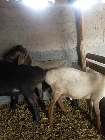 индук сатам: Сатам | Кочкор (эркек) | Көбөйтүү үчүн | Асыл тукумдуу — 5