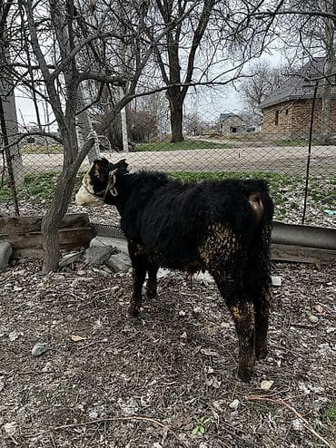 Аквариумдар: Сатам | Бука (эркек) | Ангус | Көбөйтүү үчүн — 6