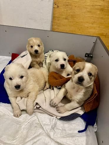 Вязка собак: Щенки, помет из нескольких малышей. Возраст по фото — совсем юные — 1