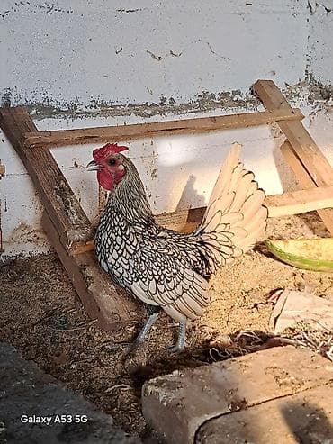 кролик бишкек: Пара Сибрайты яйца несут — 3