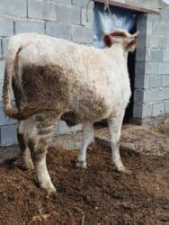 сколько длится беременность коровы: Продаю | Тёлка | Симментальская | Для разведения, Для молока | Племенные, Стельные, Искусственник — 2