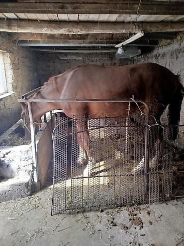 ветеринар чолпон ата: Сатам | Байтал | Жумушка — 6