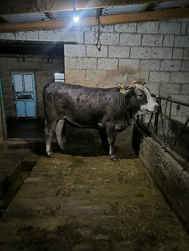 сколько стоит живой вес быка: Продаю | Бык (самец) | Полукровка | На откорм | Привязанные — 2