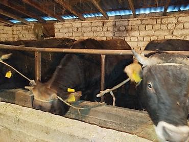 Продаю | Бык (самец) | На откорм | Привязанные