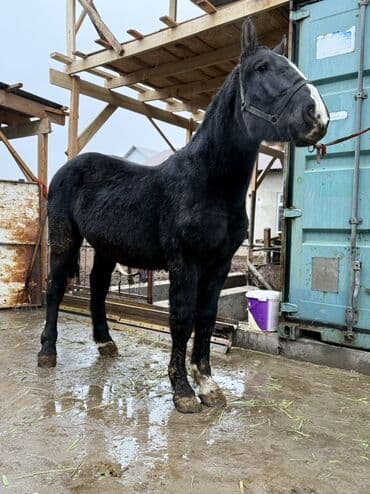 вислоухие кошки бишкек: Продаю | Жеребец | Конный спорт, Для разведения — 6