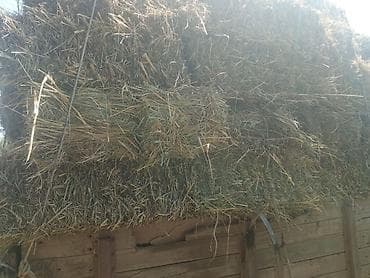 кошка токмок: Продаю тюки сено клевер.разнотравие — 4
