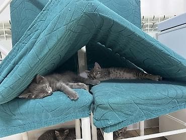 Кошки: Порода/тип: домашние короткошерстные, окрас — серый (однотонный и — 2