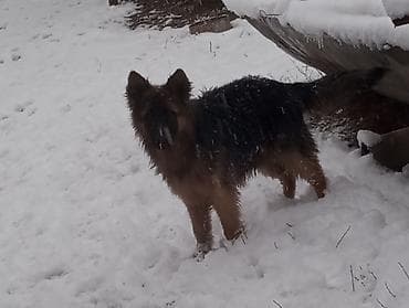 Немецкая овчарка, 10 месяцев, Самец, С родословной