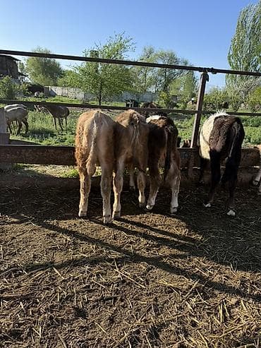 соль для животных: Продаю | Бык (самец) | Полукровка | На откорм — 8