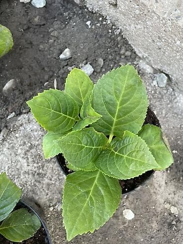 солнце: Саженцы — 10