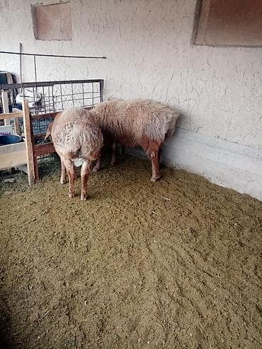 шерсть меренос: Продаю | Овца (самка) | Романовская | На забой — 3