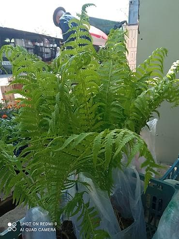 петунья цветы: Рассада цветущих однолетников в кассетах - Бархатцы (Tagetes) — 8