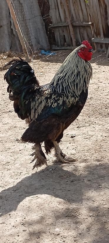 машинка для животных: Продаю | Петух | Брама | Для разведения — 2
