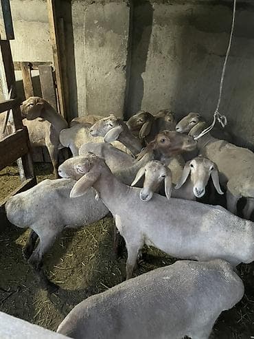 Продаю | Ягненок | Арашан | Для разведения — 2