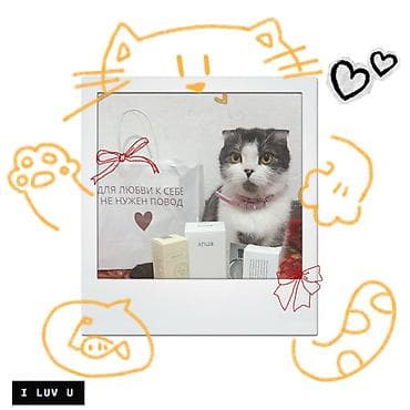 продаю котенка: Као-мани, 2 месяца, Мальчик, Белый, Приучена к лотку, Проглистована, С документами — 7