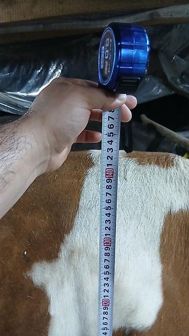 карова стелная: Продаю | Корова (самка) | Симментальская | Для разведения | Привязанные — 4