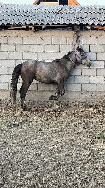 Продаю | Конь (самец), Жеребец | Конный спорт — 4