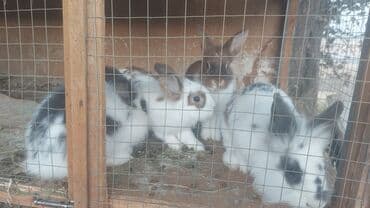 продажа щенков немецкой овчарки в бишкеке с документами: Срочно продам — 4