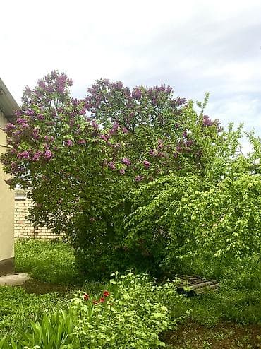 Сирень садовая (кустарник взрослый, фиолетово‑лиловое цветение) - — 1