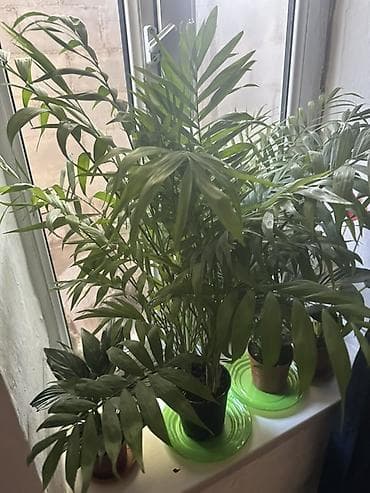 простой: Комнатные растения — набор Состав: - Хамедорея (бамбуковая пальма) — — 2