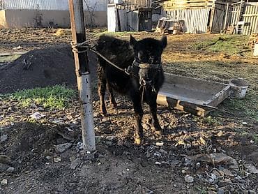 Продаю | Бык (самец) | Ангус, Абердин-ангус | На откорм, Для разведения