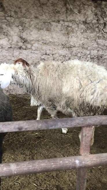 Продаю | Овца (самка) | Для разведения | Племенные — 2