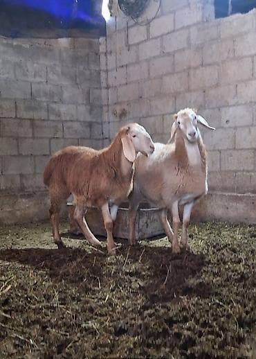 рога муйуз: Продаю | Баран (самец) | Арашан | Матка, Ярка — 6