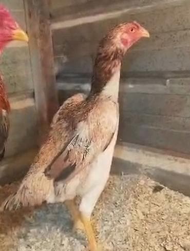 жожо цыплята: Продаю | Куры | Бойцовая | Для разведения — 5
