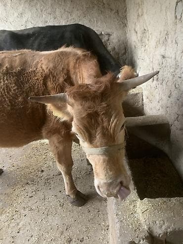 мышык сатам: Сатам | Уй (ургаачы) | Көбөйтүү үчүн | Байланган — 5