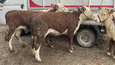 Продаю | Корова (самка), Тёлка | Герефорд | На откорм, Для разведения, Для молока at lalafo.kg Продаю | Корова (самка), Тёлка | Герефорд | На откорм, Для разведения, Для молока