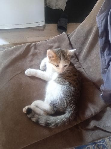 кошка табби: Котёнок домашний, 3 месяца короткошёрстный, окраса табби с белым. На — 2