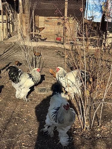 циплята брама: Продаю | Петух | Брама | Для разведения — 7