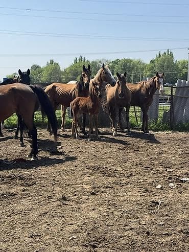 щенки мопсы: Продаю | Кобыла (самка) | Полукровка, Дончак, Английская | Для разведения, Для молока | Племенные — 3