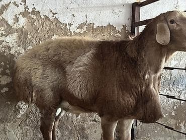 арабский лошади: Продаю | Баран (самец) | Арашан — 3