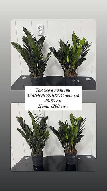 Замиокулькас – комнатные растения в горшках. Доступные варианты: - lalafo.kg да Замиокулькас – комнатные растения в горшках. Доступные варианты: -