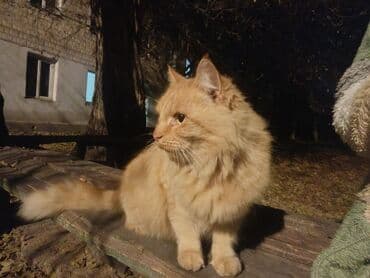 Иттер: Пушистая рыжая кошка, очень крупная, ласковая!!! Прибилась ко двору — 3