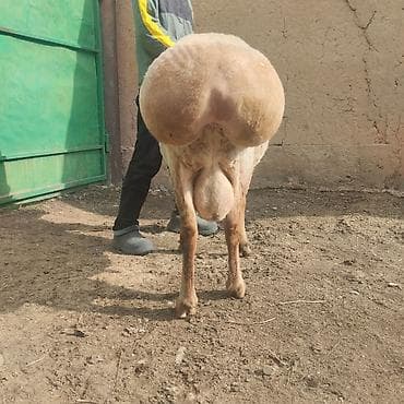 сколько стоит кошка в бишкеке: Продаю | Баран (самец) — 4