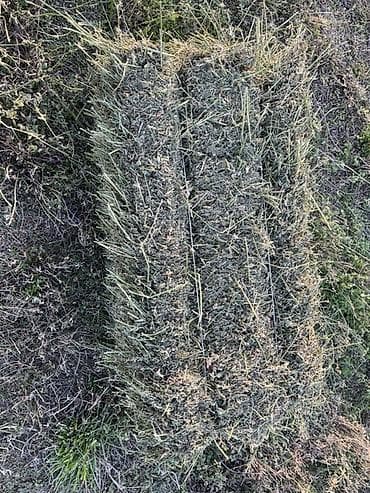 продаётся овес: Люцерна (кормовая трава) — скошенная и высушенная для заготовки — 7