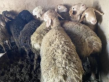 бычки бычок: Продаю | Баран (самец) | Гиссарская, Арашан | На забой, Для разведения | Осеменитель — 4