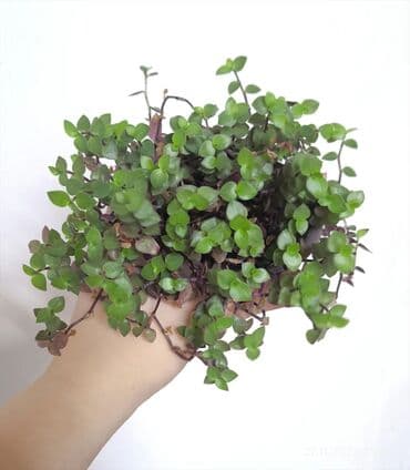 рассада смородины: Продаю комнатные растения. Пассифлора кализия розовая пантера — 13