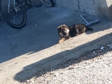 продажа охотничьих собак: Немецкая овчарка, 1 месяц, Самка, С родословной — 5