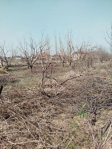 обрезка деревьев: Профессиональная обрезка плодовых деревьев и кустарников Алма бак — 3