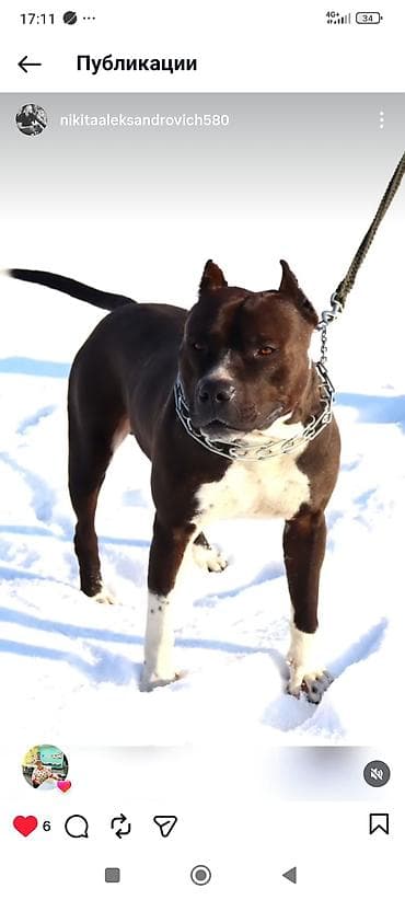 кане корсо купить: Вязка: Питбуль, Самец, 2 года — 1